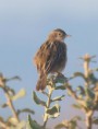 /album/photo-gallery-photogallery/zitting-cisticola-jpg1/
